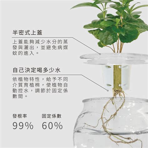 水 種 植物|水耕盆栽完整栽培指南！水耕盆栽技巧與用具教學＆十。